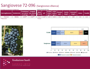 scheda-sangiovese-resistente Sanguis Jovis Banfi