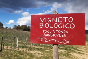 attoria-del-colle-toscana-vigneto-biologico