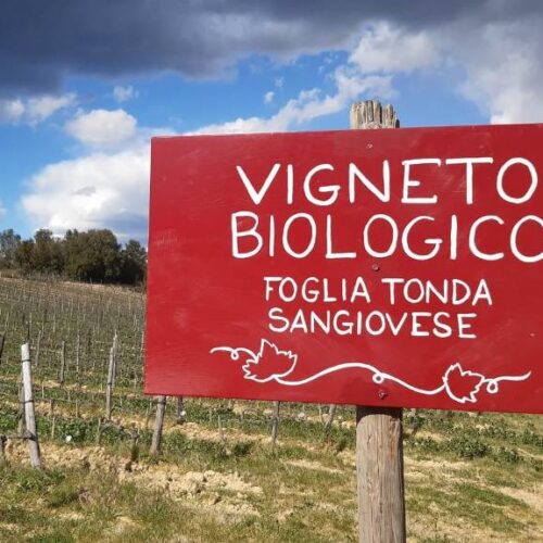 attoria-del-colle-toscana-vigneto-biologico