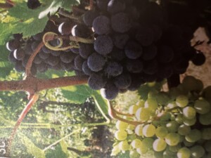Sangiovese con grappoli bianchi anomalia causata dal clima