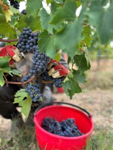 Vendemmia 2023, Fattoria del Colle