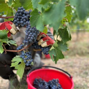 Vendemmia 2023, Fattoria del Colle