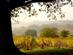 Foliage, vigneti di Sangiovese in autunno Fattoria del Colle Trequanda Toscana