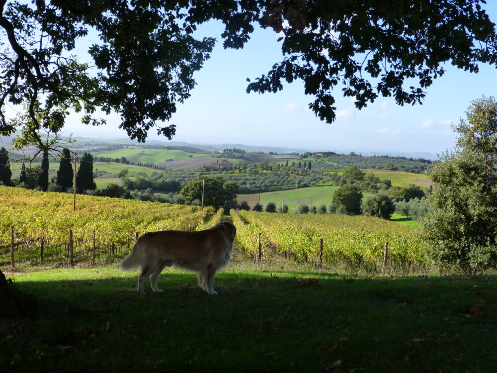Foliage, vigneti di Sangiovese in autunno Fattoria del Colle Trequanda Toscana
