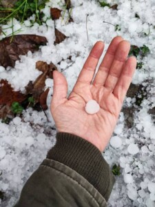 I vignaioli corrono ad assicurarsi