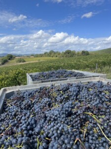 Vigna del Casato Prime Donne Montalcino