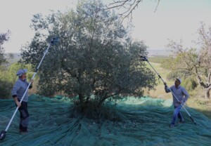 raccolta olive