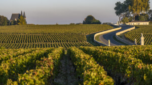 i vigneti francesi coprono il 3,7% della superficie agricola e consumano il 20% dei fitofarmaci