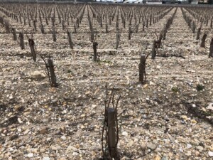 Bordeaux la legge Egalim protegge i vigneron contro le speculazioni