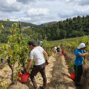 obbligo di visite mediche e corsi per i neo assunti in vendemmia