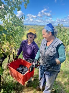 Brunello-Montalcino-vendemmia-2024-casato-prime-donne