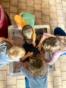 vendemmia-2024-orciadoc- i bambini-fanno-la-vendemmia-Fattoria-del-Colle