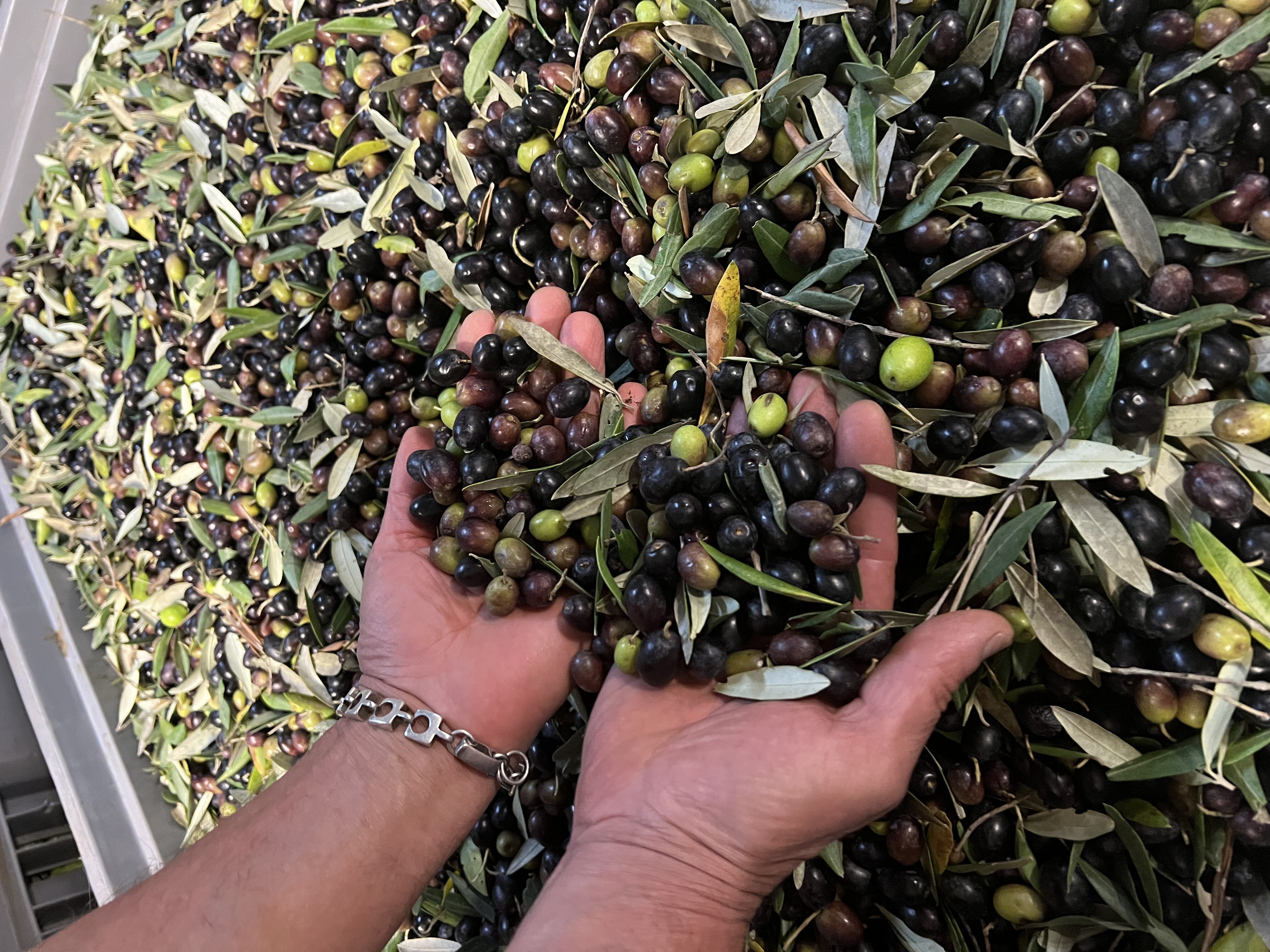 Toscana olive 2024 Fattoria del Colle