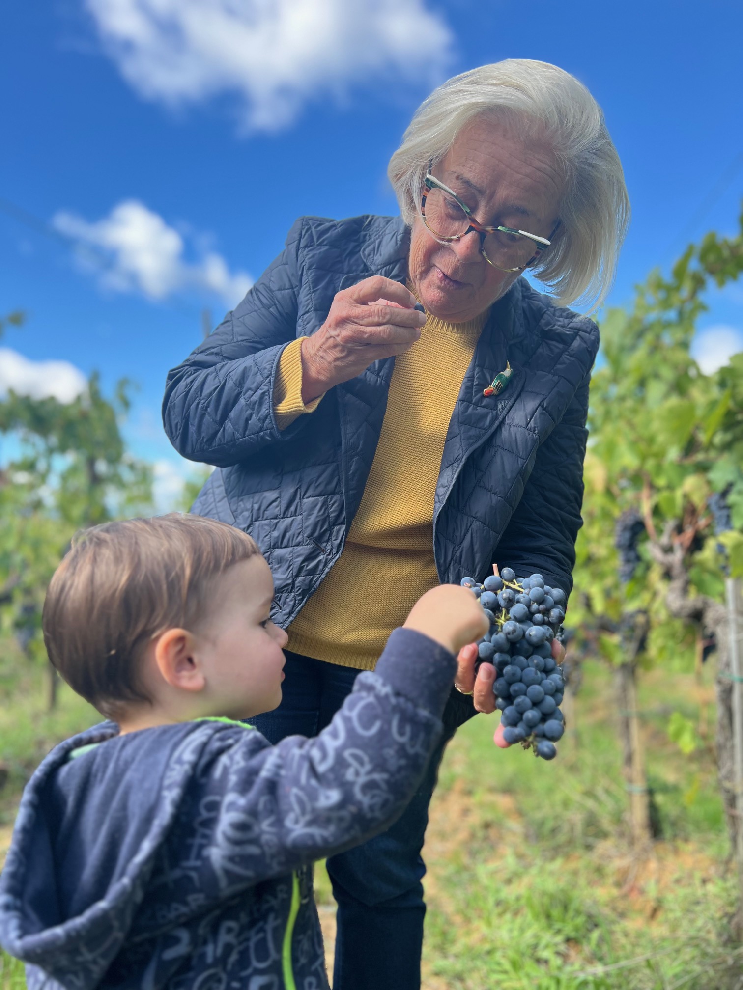 vineyard first vendemmia dell'uva nel primo giorno di pina maturazione Donatella Cinelli Colombini 2024