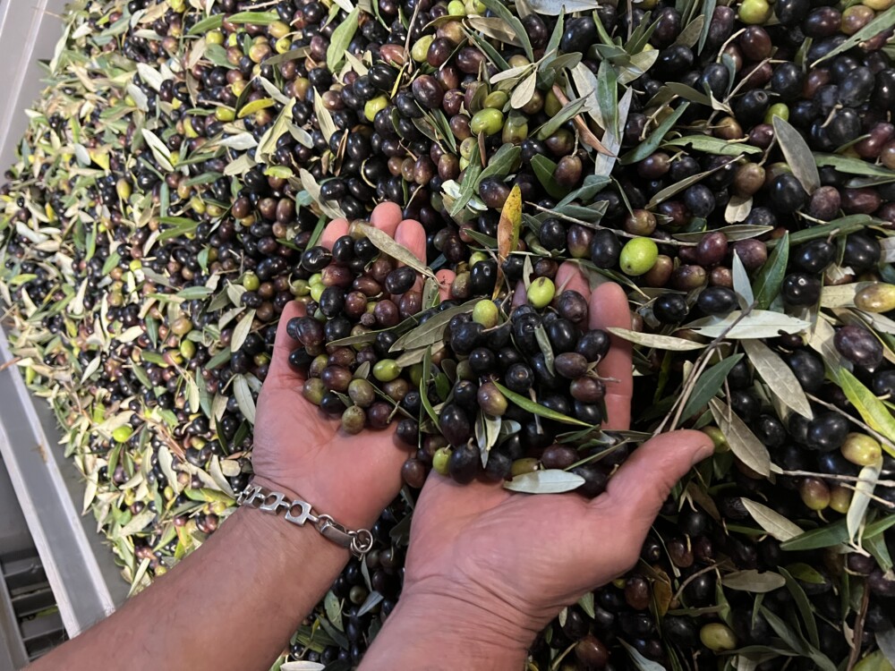 olive per olio extravergine di oliva