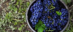 Cabernet Sauvignon vitigno più resiliente delllo Chardonay 