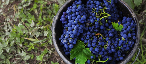 Cabernet Sauvignon vitigno più resiliente delllo Chardonay