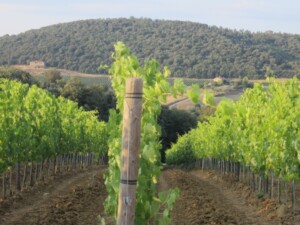 Pacchetto vino dell'Unione Europea Fattoria del Colle Toscana Vigneto Sangiovese