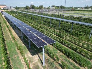 agrivoltaico sui vigneti Caviro 