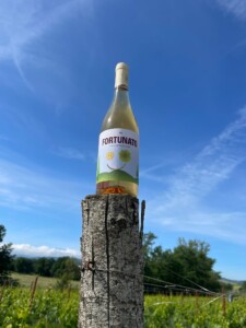 Fortunato-Cantina-del-Testimone-Montepulciano