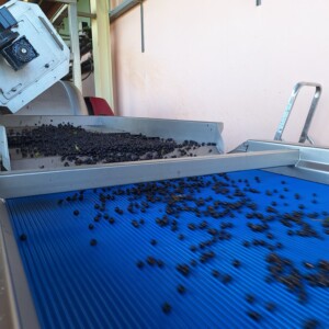 Vendemmai 2025 Montalcino Casato Prime Donne Tavolo di cernita con lettore ottico
