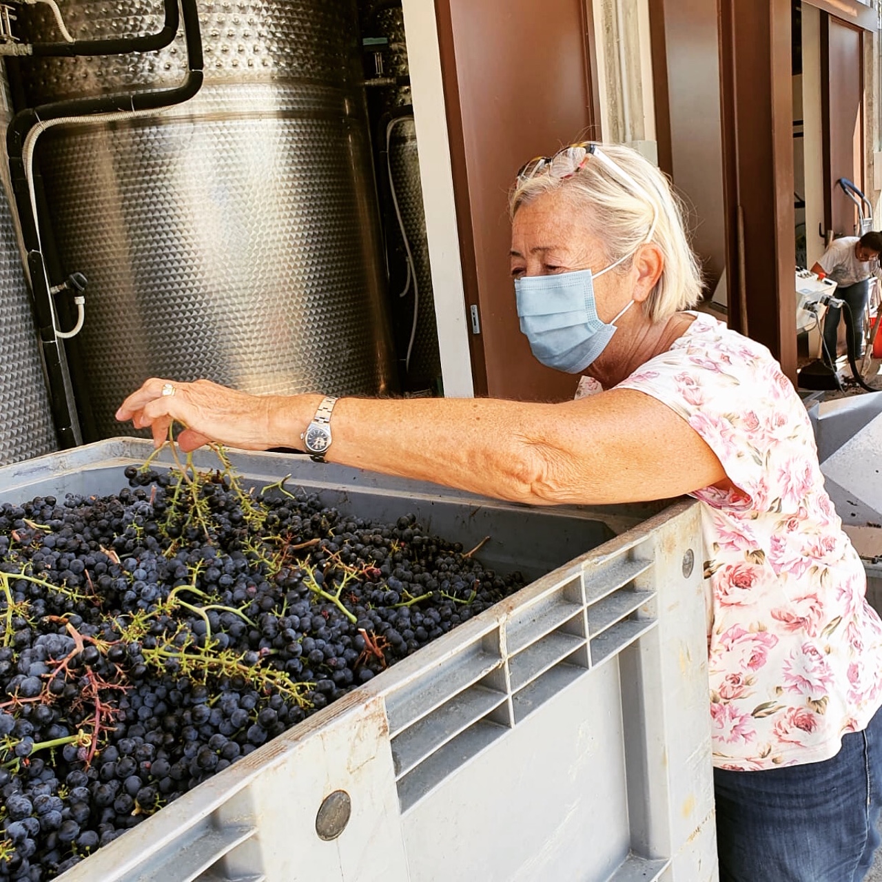 vendemmia del Brunello 2020 Toscana Montalcino Casato Prime Donne