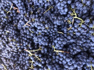 Montalcino, Toscana, vendemmia 2021 Casato Prime Donne