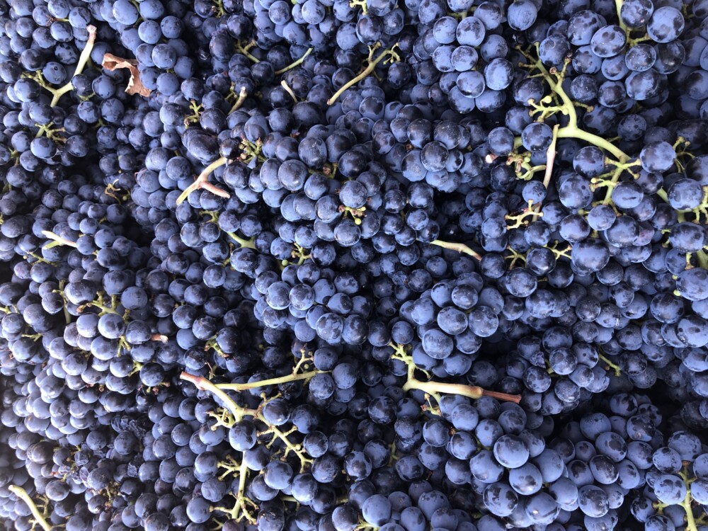 Montalcino, Toscana, vendemmia 2021 Casato Prime Donne