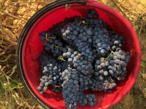 Sangiovese per il Brunello vendemmia 2021 Toscana Montalcino Casato Prime Donne
