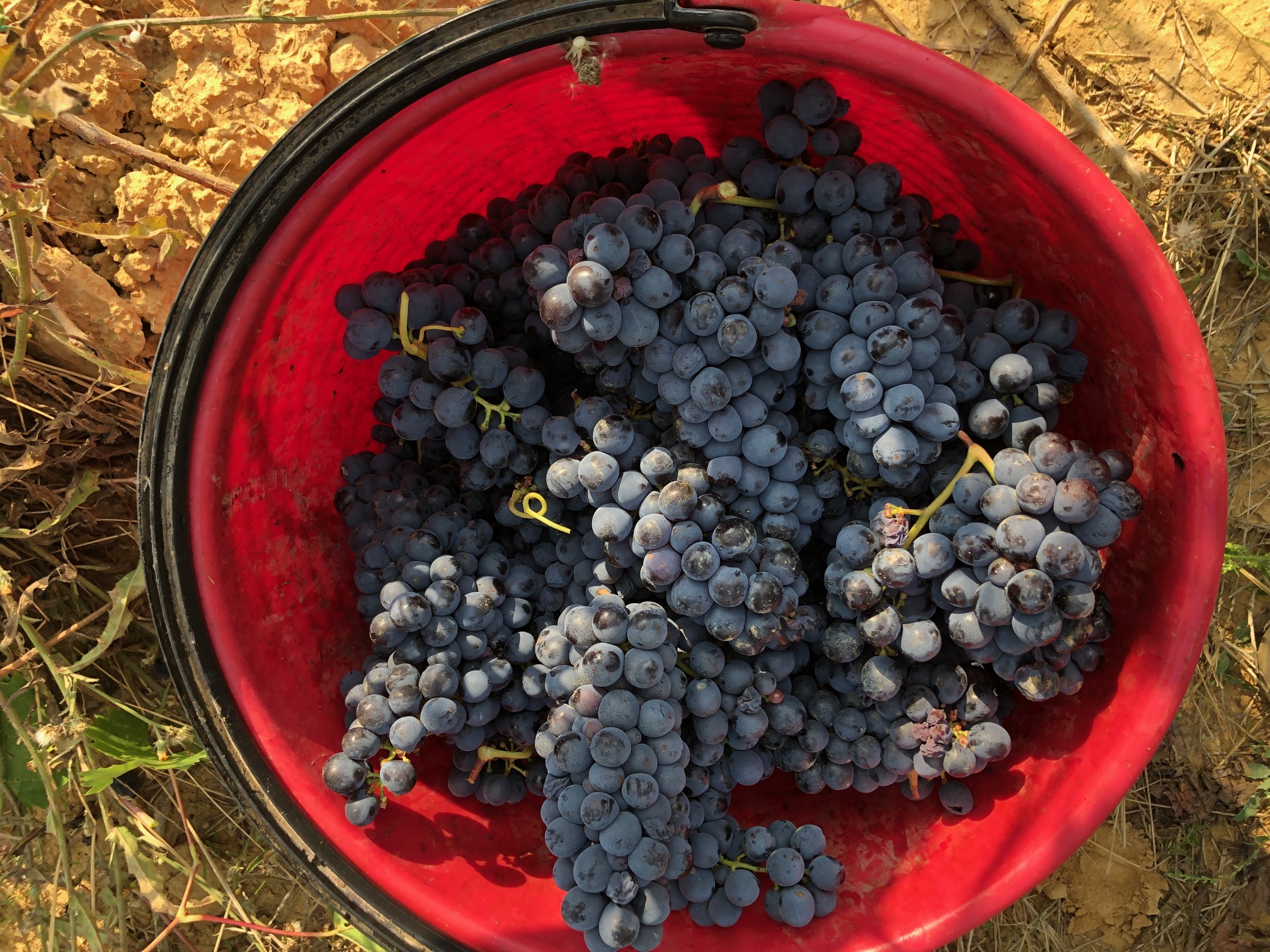 Sangiovese per il Brunello vendemmia 2021 Toscana Montalcino Casato Prime Donne