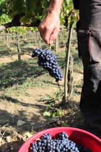 Sangiovese vendemmia 2020