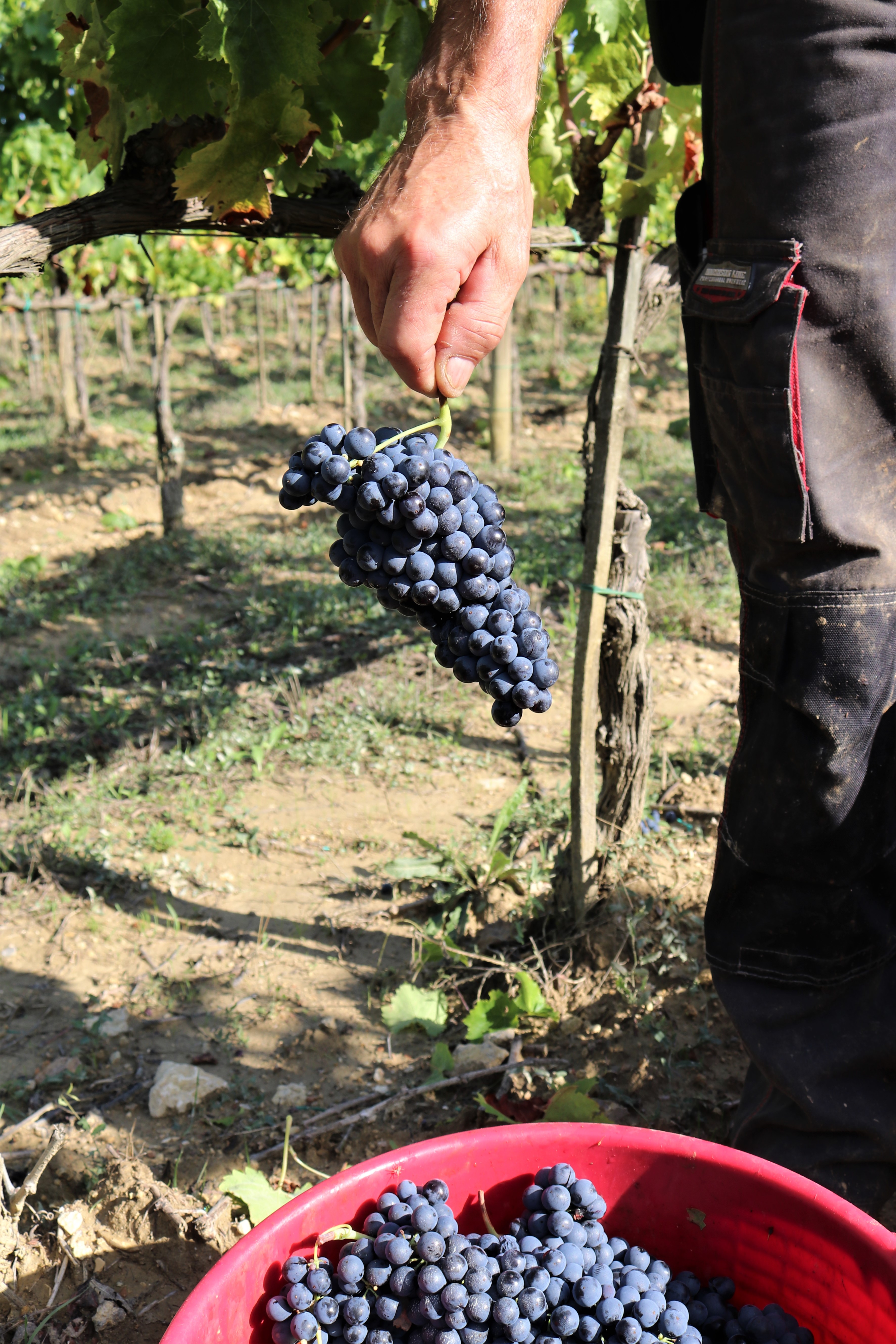 Sangiovese vendemmia 2020
