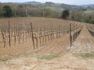 Vigneti in inverno Toscana Fattoria del Colle