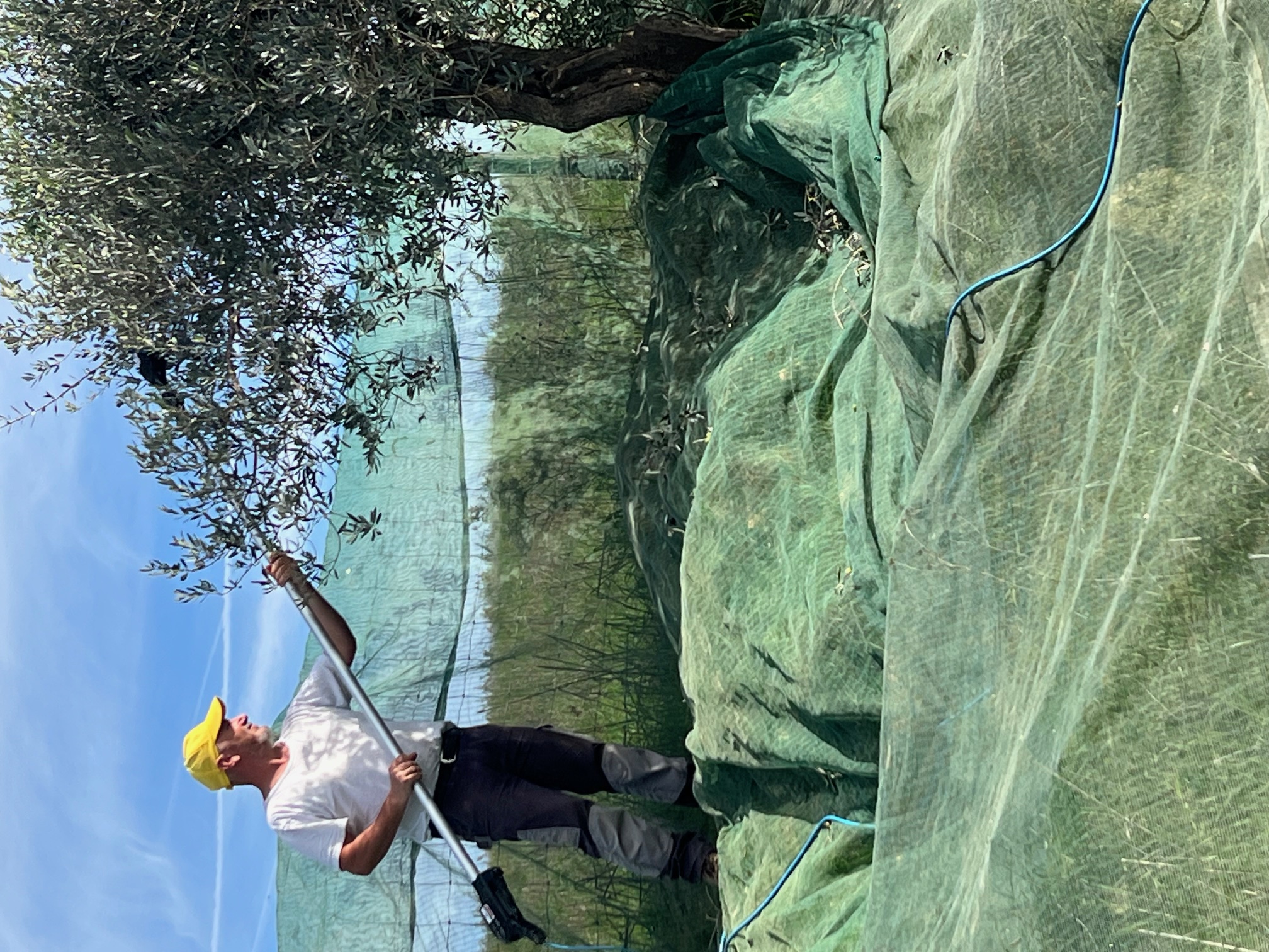 Raccolta delle Olive- Toscana-Fattoria del Colle