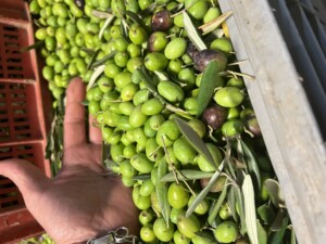 Olive correggiolo Toscana Fattoria del Colle 