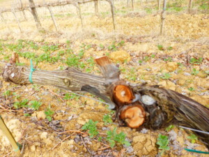 vigneti in inverno Toscana Fattoria del Colle
