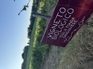 Vigneti biologici Toscana Fattoria del Colle 