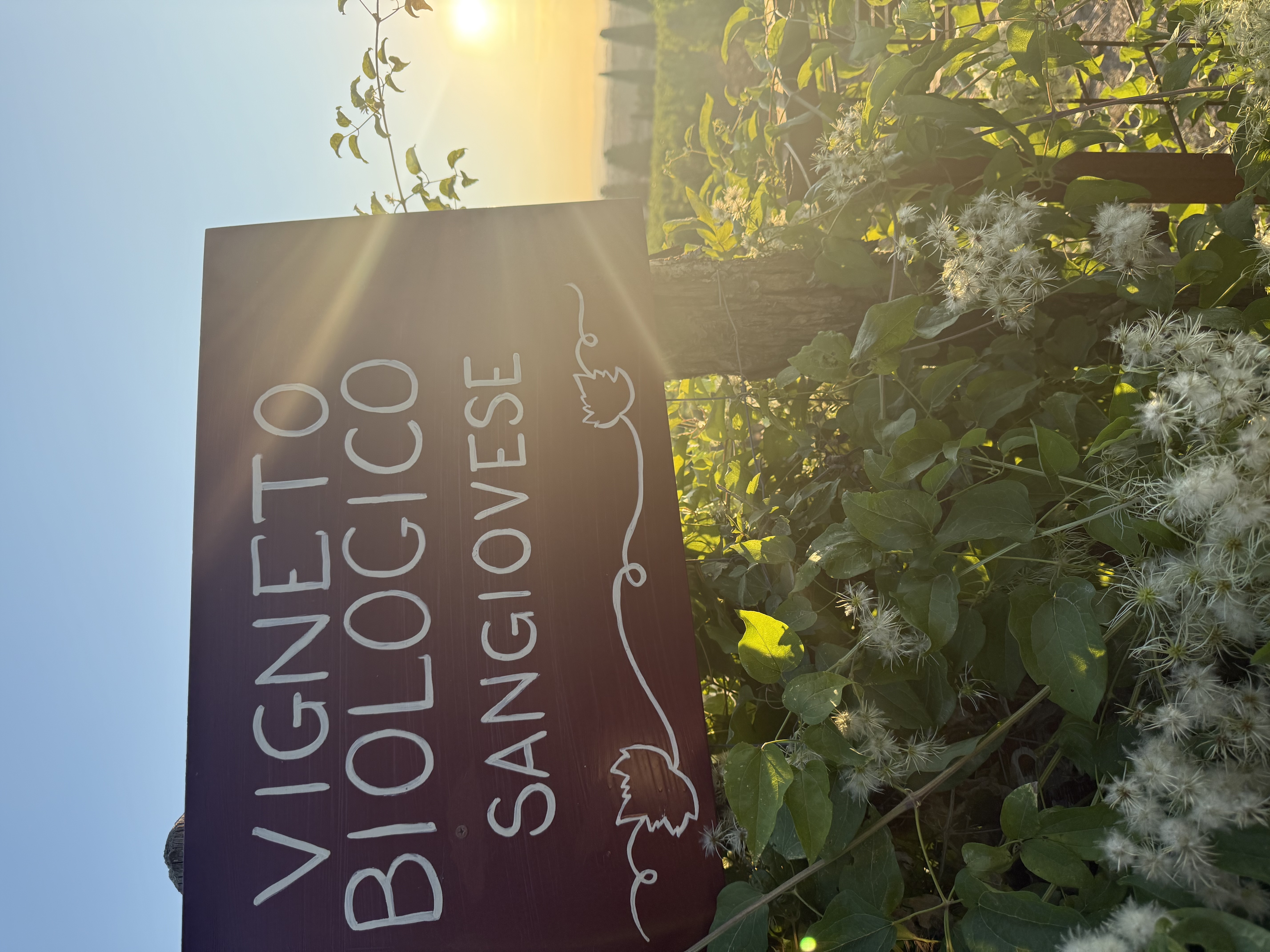 Vigneti biologici Toscana Fattoria del Colle
