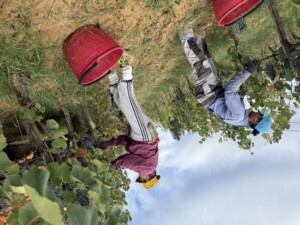Le donne dirigono 400000aziende agricole che sono più piccole ma più meccanizzate di quelle maschili