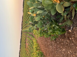 Turismo del vino in Sardegna