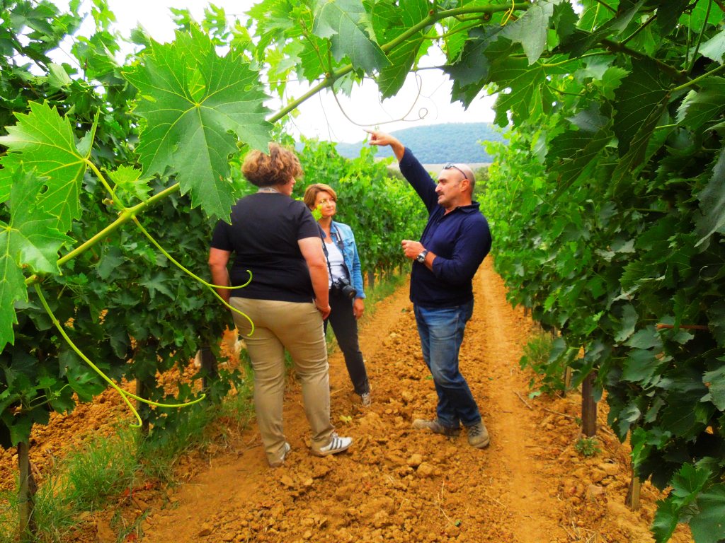 Grape4vine una nuova molecola a residuo zero per potenziare la defesa della vite da peronospora e botrite