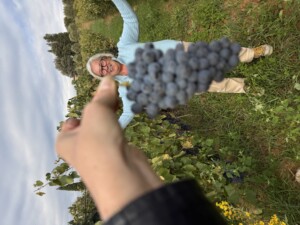 Grape4vine una nuova molecola a residuo zero per potenziare la defesa della vite da peronospora e botrite