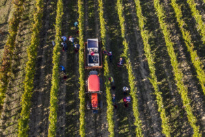 Vignaioli in vendemmia Casato Prime Donne Montalcino Donatella Cinelli Colombini