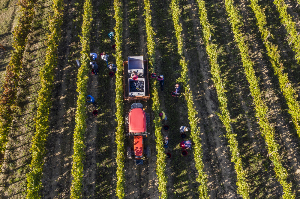 Vignaioli in vendemmia Casato Prime Donne Montalcino Donatella Cinelli Colombini