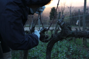 Potatura invernale Toscana Montalcino Casato Prime Donne 