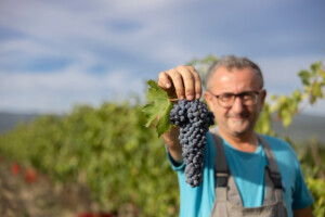 Brunello-vendemmia-2026-Casato-Prime-Donne-Davide-Rinaldi-mostra-l'uva-di-Sangiovese