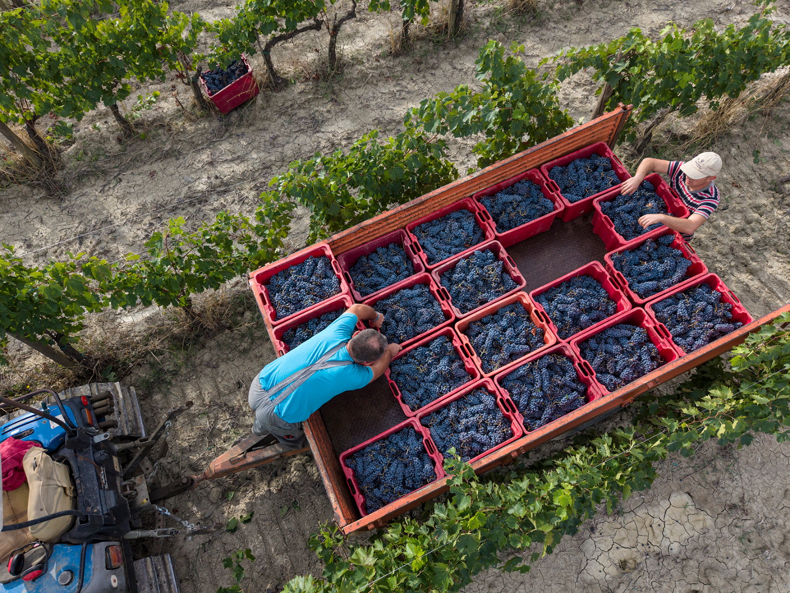 Vendemmia-2026-Brunello-Casato-Prime-Donne-vendemmia-2026